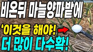 비온 뒤 마늘양파밭에 이것만 하면 2배 더 수확! 내년 마늘양파 농사 초대박!