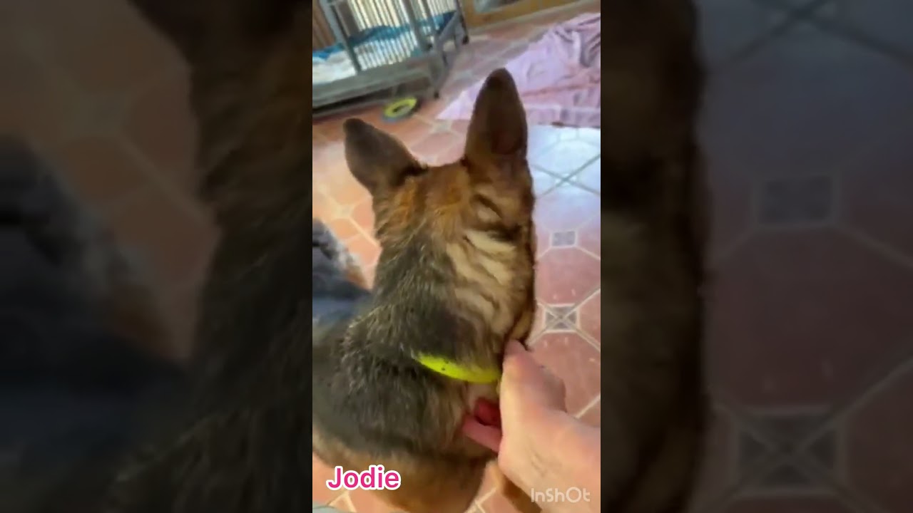 Enlarge Frankie, a Adopted mixed breed in Greeneville, TN video 6/6
