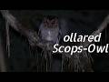 Collared Scops Owl Calls Behavior Everything You Need To Know