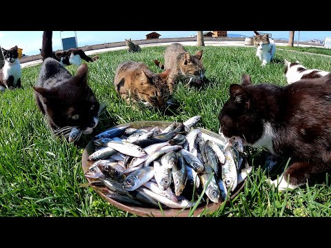 Stray cats who came across a bucket full of raw fish thought they were dreaming.