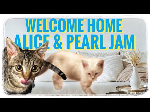 Our Adopted Kittens Are Coming Home