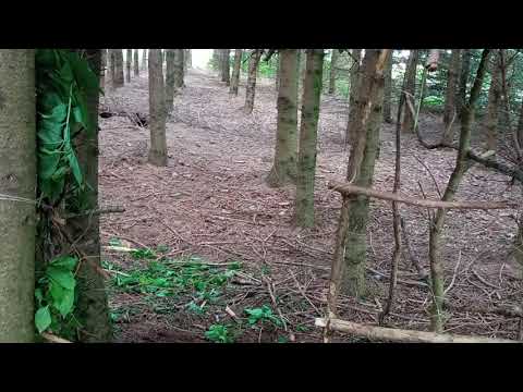 Waldbasis Fortschritt