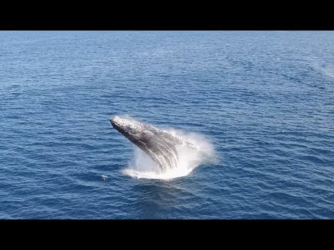 Incredible Whales Jumping - Drone 4k