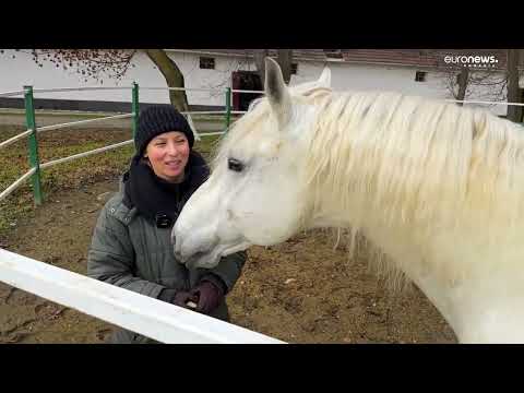 Euronews Special. Herghelia de lipițani de la Sâmbăta de Jos