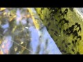 Bryyn - Giraffe 