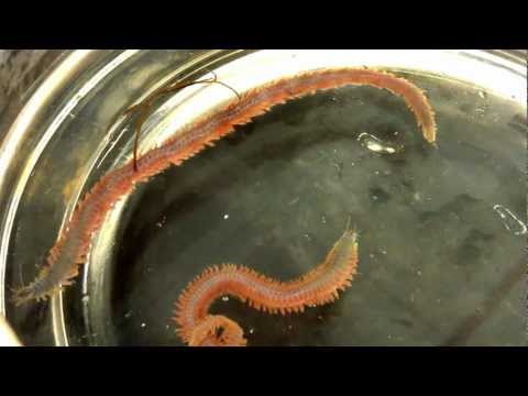 Nereis (pile worm/clam worm)