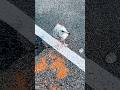 Parking Lot Seagull Seagull