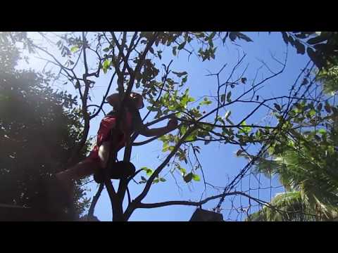 Pilipino fresh java rose fuits