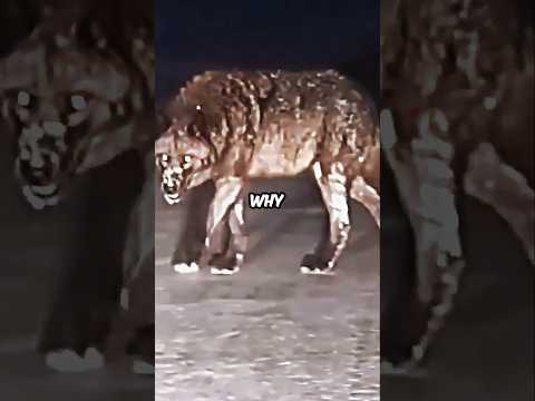 Why You NEVER Own a Wolf as a Pet 🐺 | Joe Rogan