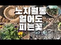 겨울 꽁꽁 언 땅에서도 꽃이 필까 가드닝. 화단 꽃밭 소품 멧돌. gardening. will flowers bloom in the frozen ground in winter