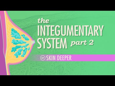The Integumentary System, Part 2 - Skin Deeper: Crash Course Anatomy & Physiology #7