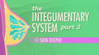 The Integumentary System, Part 2 - Skin Deeper: Crash Course A&P #7