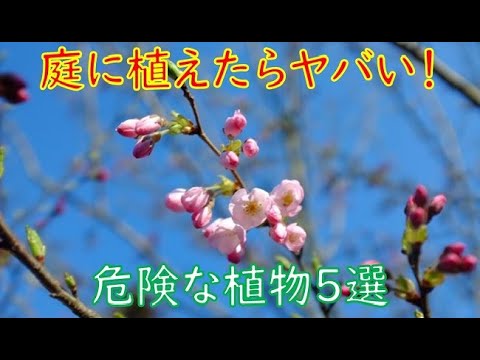 最も有毒な5つの観葉植物 庭の練習