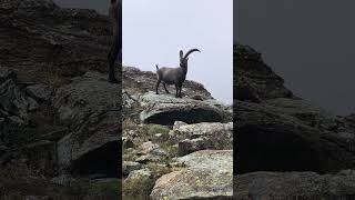 Download lagu salendo al Bivacco Città di Mariano mp3 Download lagu salendo al Bivacco Città di Mariano mp3