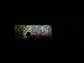 Manjanathi Puranam Song In Theater