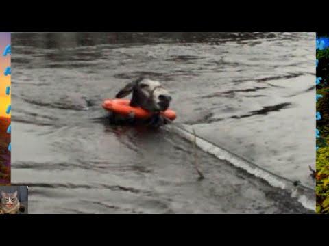 The donkey was trapped right in the middle of rough water