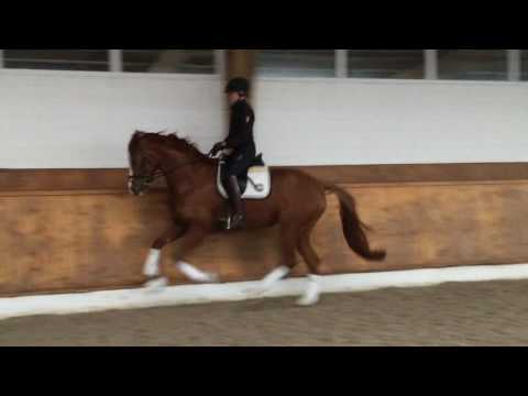 Quebelle von Quasar de Charry x Rousseau, geb. 2013