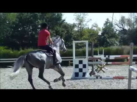 5y stallion (Cancara Z x Kashmir v Schuttershof) - ***SOLD in GERMANY***