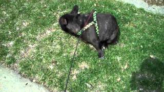 Frenchie scares itself with fart