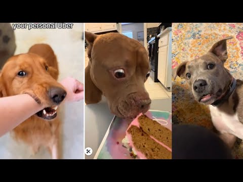Les chiens les plus drôles de tous les temps | vidéos drôles de chiens