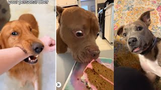 Les chiens les plus drôles de tous les temps | vidéos drôles de chiens