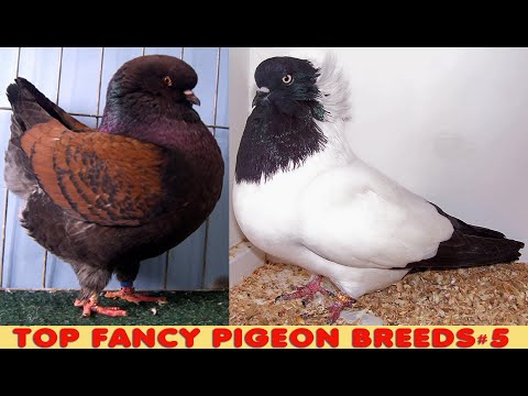 , title : 'Top Varieties Of Fancy Pigeon #5'