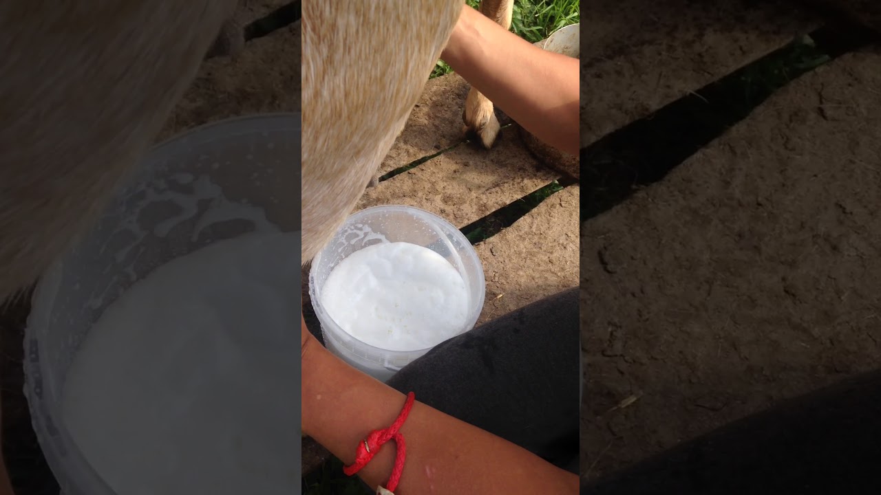 Контр дойка калин