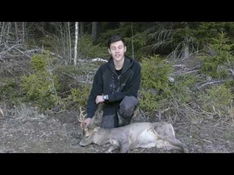 vårbocksjakt 2020 del 1