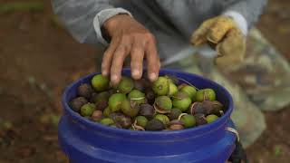 How Macadamia Nuts Are Grown and Processed | Ahualoa Family Farms