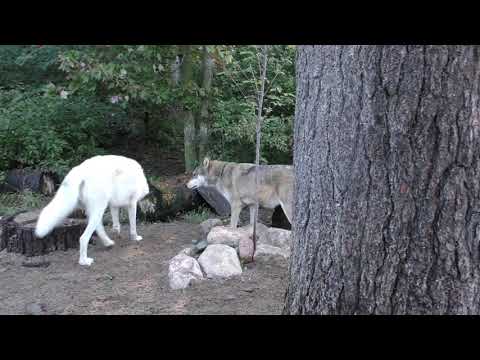 Wolf Care Video - Fall is in the Air 25 September 2019