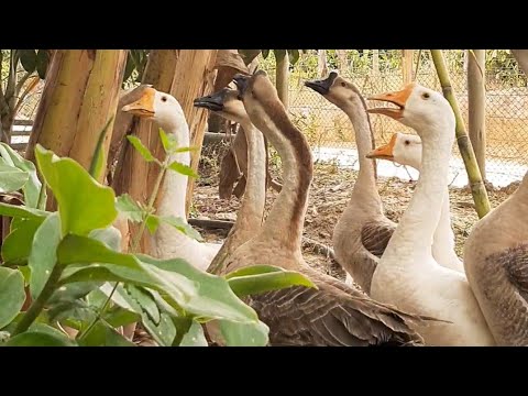 Why you should raise a goose at home!