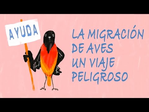 La migración de aves, un viaje peligroso- Alyssa Klavans