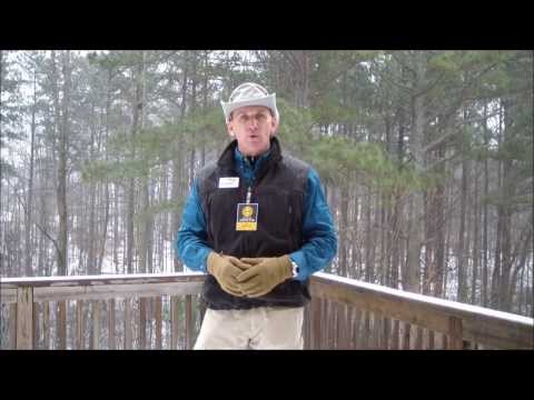 An Alpharetta home inspector explains the consequences of trees overhanging a home and power lines.