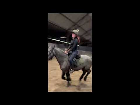 13'2 Connemara Pony - FANTASTIC PONY - Image 2