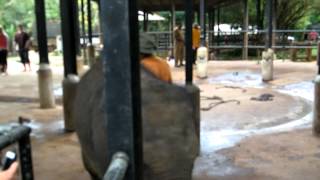 preview picture of video 'SRI LANKA PINNAWALA ELEPHANT ORPHANAGE  travelviews 925 by sabukeralam & travelviewsonline'