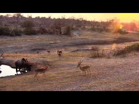 Djuma: Wildebeest bull, Nyalas and Impala herd - 06:27 - 09/05/18