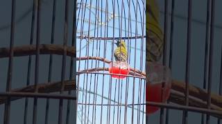 Download lagu Burung Sogon Isian Ciblek mp3