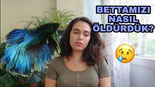 DAYANIKLI BALIĞI NASIL ÖLDÜRDÜK ? (BETTA ÜRETİMİ, ÖZELLİKLERİ, BAKIMI,