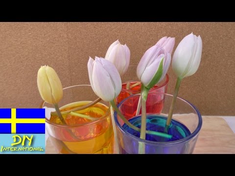 , title : 'Färga blommor själv | Färga tulpaner med livsmedelsfärg –  förändra färgen med vatten'