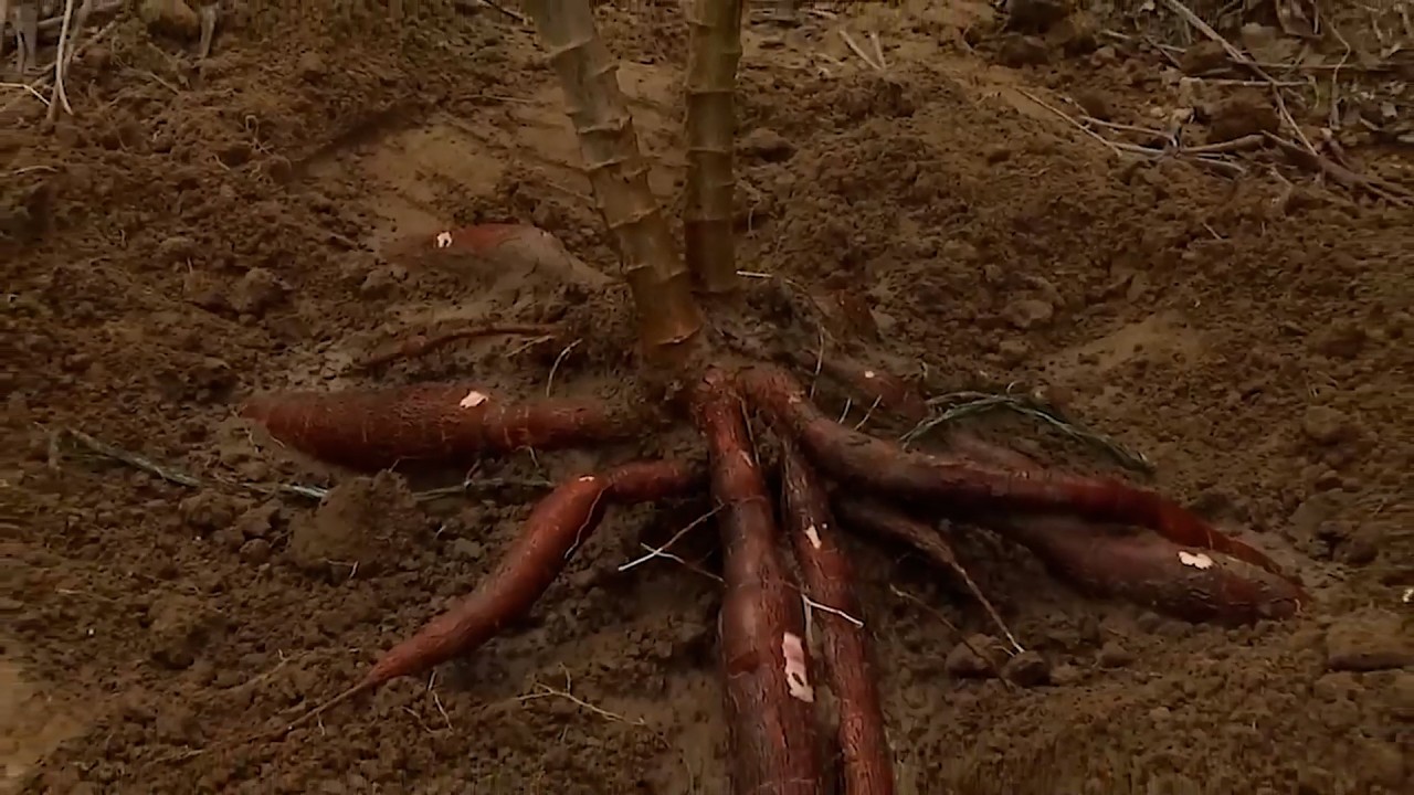 04 MAY   CAP 1   CULTIVO DE YUCA AGROINSUMOS SAN ISIDRO   PUERTO SANTANDER   META