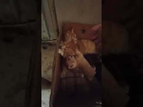 my cat does not bite or hiss me for touching her babies