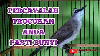 Download lagu Suara Panggilan Burung Trucuk Memanggil Temannya mp3