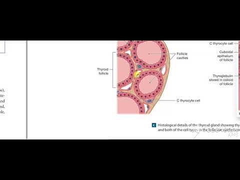 Thyroid gland function 4