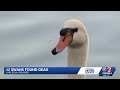 12 Swans Found Dead At Lake Eola In Orlando