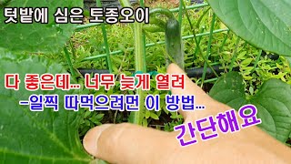 텃밭에 심은 토종오이, 서리올 때까지 열리고, 맛 좋고, 많이 열리고, 쓰임새도 많고  다 좋은데..너무 늦…