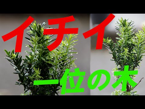 イチイの木