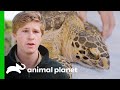 Saving An Endangered Turtle That Swallowed Fishing Hooks Crikey It S The Irwins
