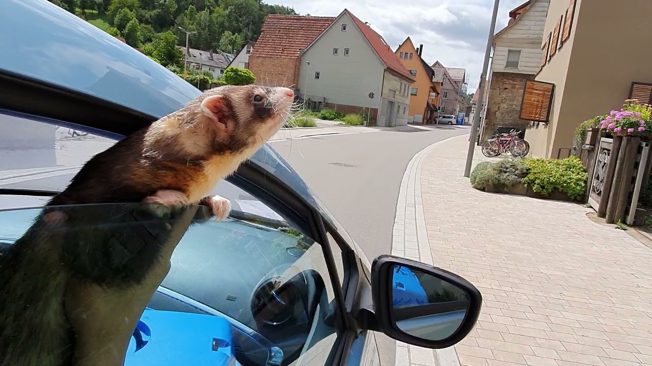 A Ferret Roadmovie