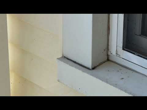 Yellow Jackets Found Under Window in Oceanport, NJ