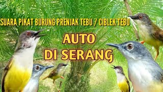 Download lagu suara pikat burung prenjak tebu / ciblek tebu mp3 Download lagu suara pikat burung prenjak tebu / ciblek tebu mp3